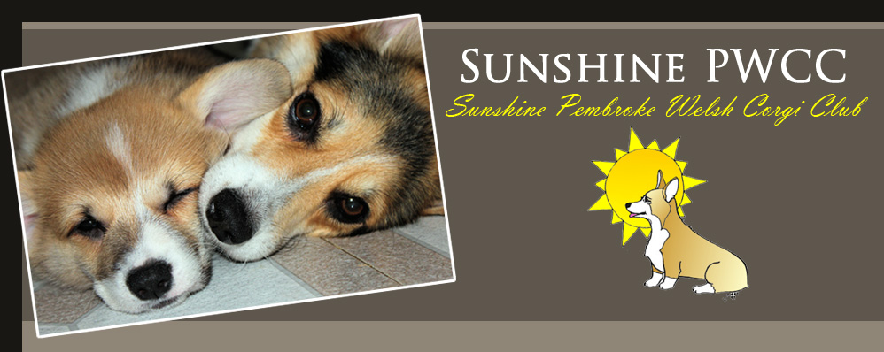 sunshine corgi rescue